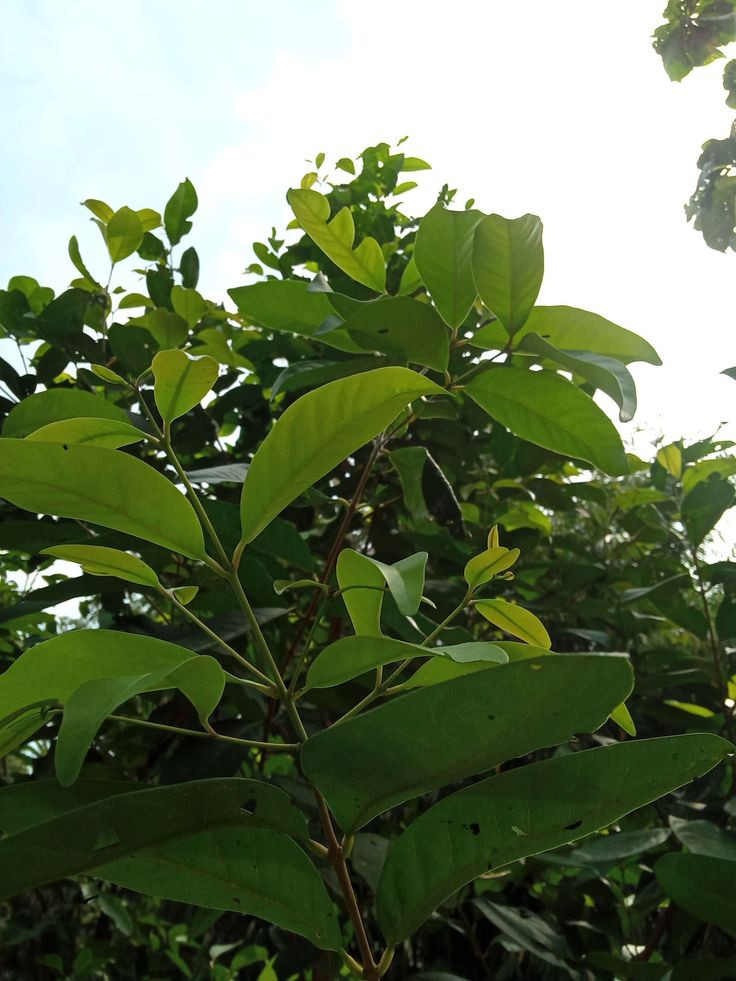 Daun Salam